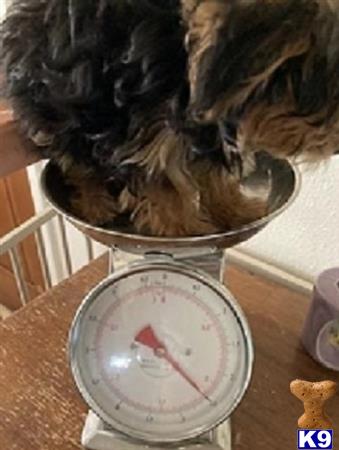 Yorkshire Terrier puppy for sale